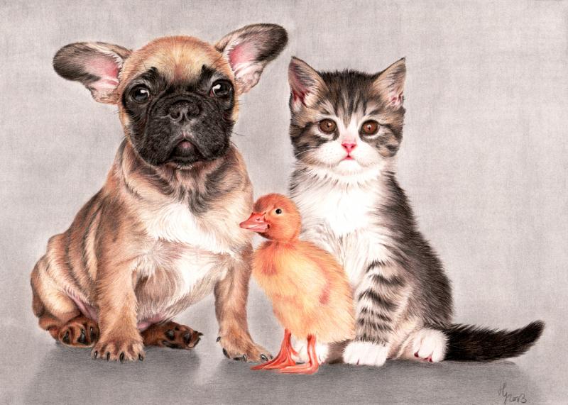 Hund und Katze, des Menschen beste Freunde mit Farbstiften portraitieren